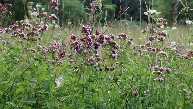 Wilder Oregano Wilder Oregano