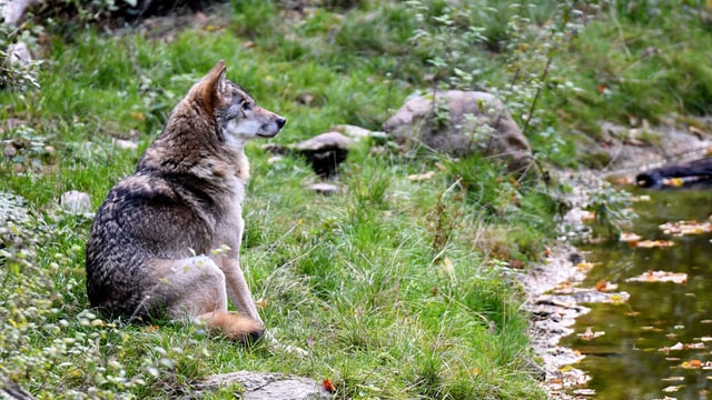 Der Wolf am Bach Der Wolf am Bach