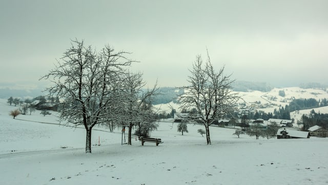 Blick über eine Wiese mit Apfelbäumen. Die Wiese ist leicht verschneit. Blick über eine Wiese mit Apfelbäumen. Die Wiese ist leicht verschneit.