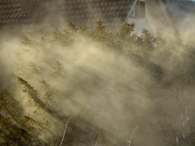 Busch mit vielen Pollen. Die Pollen hüllen die Pflanze wie Rauch ein. Busch mit vielen Pollen. Die Pollen hüllen die Pflanze wie Rauch ein.
