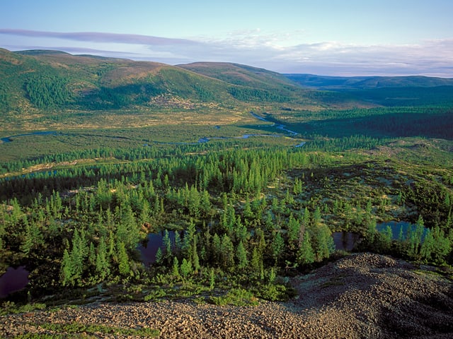 Taiga und Tundra Landschaft