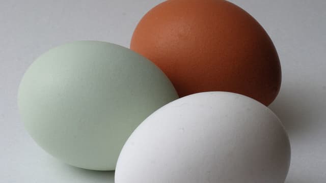Ein Araucana-Ei im Vergleich zu normalen Eiern Ein Araucana-Ei im Vergleich zu normalen Eiern