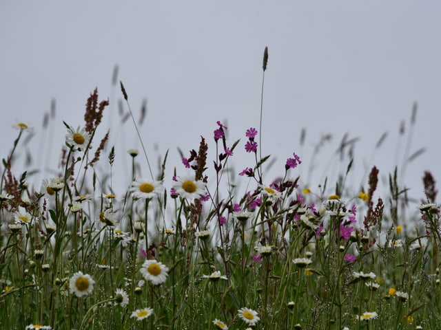 Eine Frühlingswiese mit verschiedenen Wildblumen.