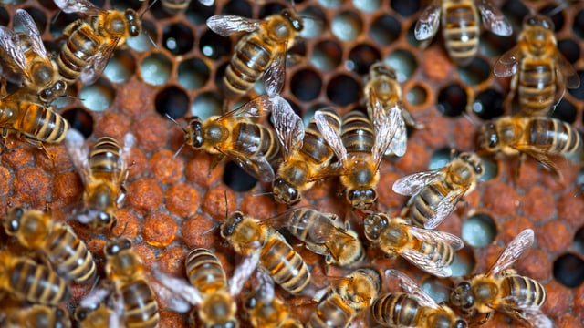 Ein Foto von oben von Bienen im Stock.