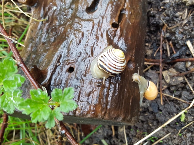 zwei Schnecken