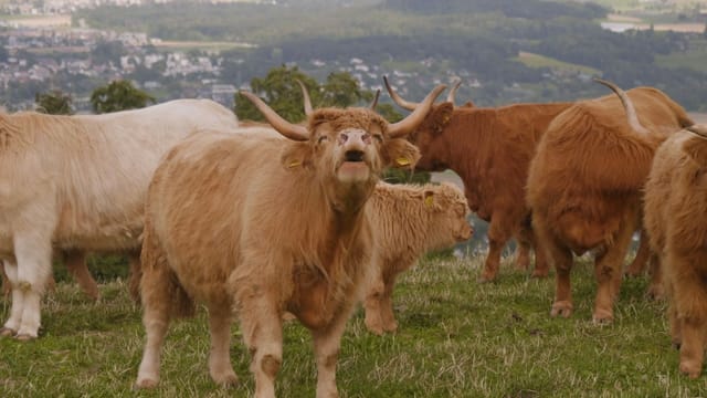 Ein Rind muht, andere stehen hinten Ein Rind muht, andere stehen hinten