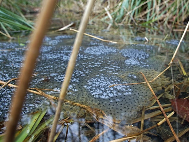 Froschlaich Froschlaich
