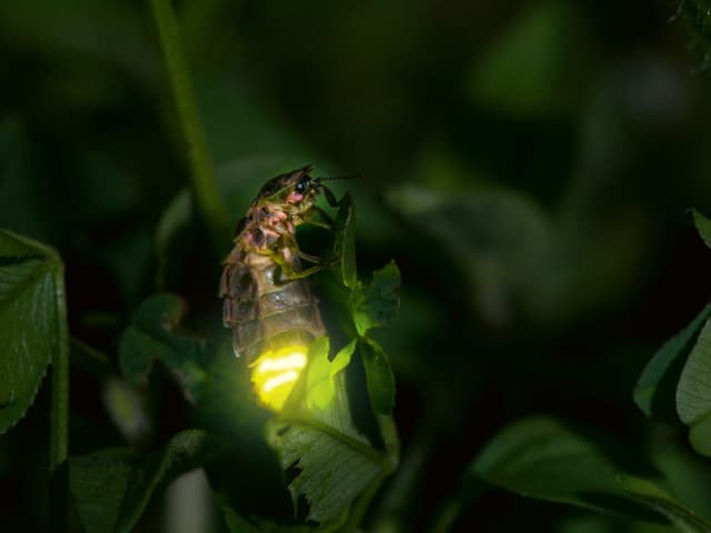 Tier Des Jahres 2019 Das Gluhwurmchen Soll Die Lage Der Insekten In Den Fokus Rucken News Srf