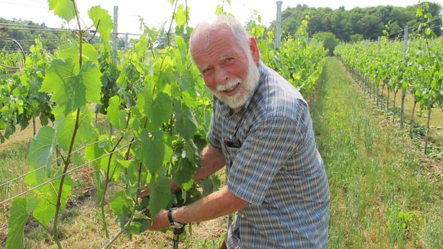 Winzer Erich Gysel bei der Arbeit in den Reben. Winzer Erich Gysel bei der Arbeit in den Reben.