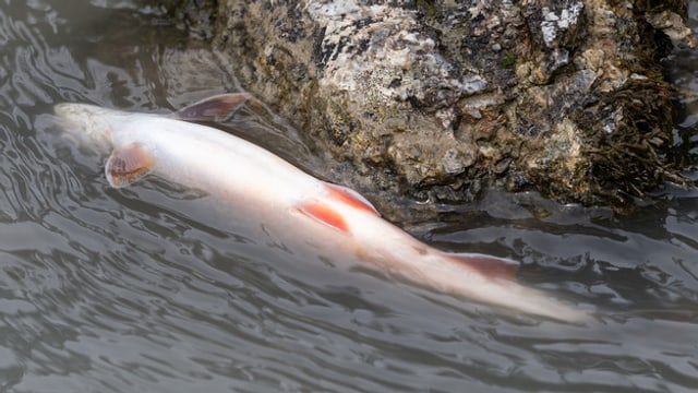 Toter Fisch Toter Fisch