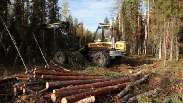 Bagger in Wald Bagger in Wald