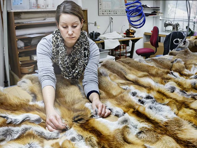 Die Kürschnerin sortiert Fuchsfelle.