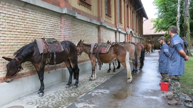 Das Pferd in der Armee (12.8.2017)