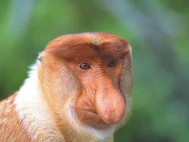 Nasenaffe