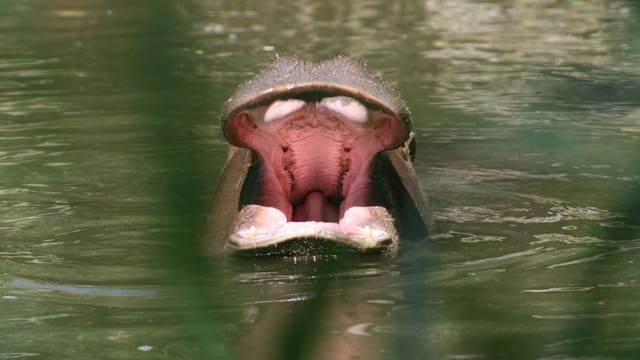 Flusspferd mit offenem Maul im Wasser. Flusspferd mit offenem Maul im Wasser.