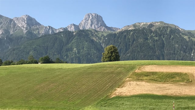Blick über gemähte Wiesen zum wolkenlosen Stockhorn Blick über gemähte Wiesen zum wolkenlosen Stockhorn