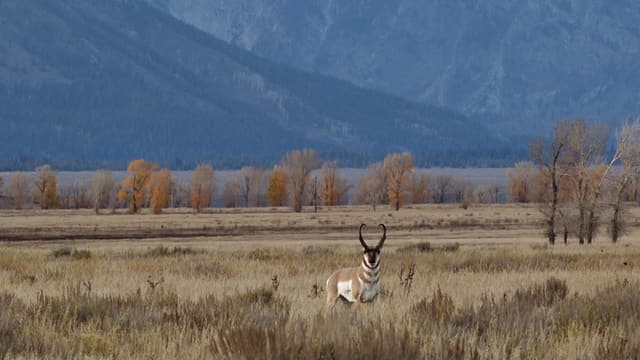 Ein Still aus dem Film «Becoming Animal». Ein Still aus dem Film «Becoming Animal».