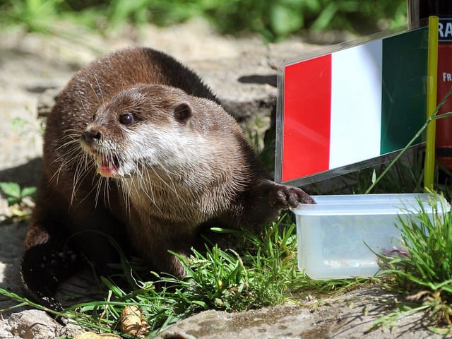 Otter Als Haustier In österreich