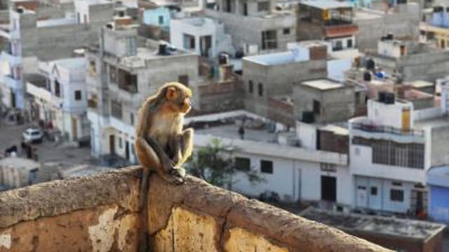 Welt des Menschen: Stadt – Dschungel aus eigener Hand (1/2) Welt des Menschen: Stadt – Dschungel aus eigener Hand (1/2)