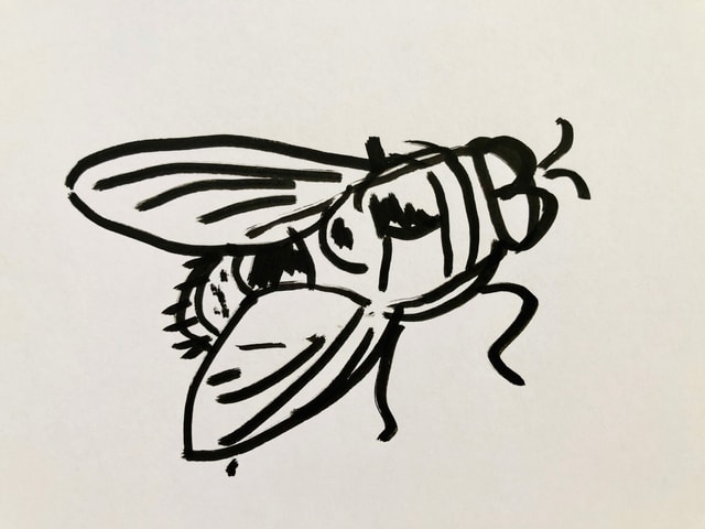 Skizze von einer Schmeissfliege Skizze von einer Schmeissfliege