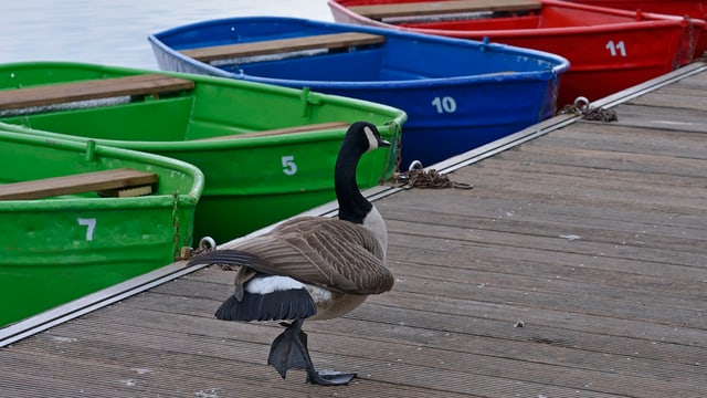 Bootssteg mit einer Ente Bootssteg mit einer Ente