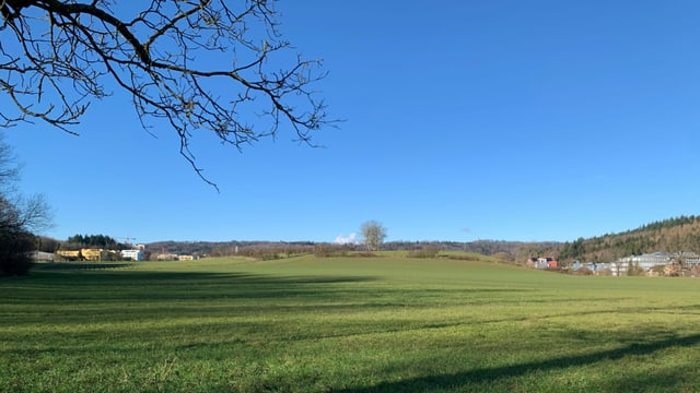 Wiese Wiese