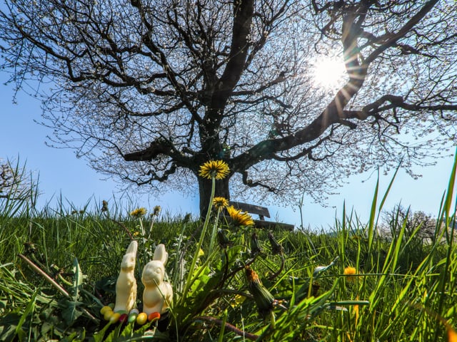 Schoggihasen vor Baum