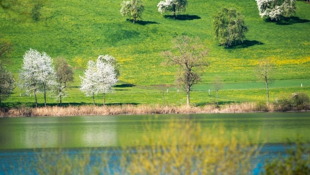Blühende Obstbäume über dem Baldeggersee bei Nunwil im Kanton Luzern. Blühende Obstbäume über dem Baldeggersee bei Nunwil im Kanton Luzern.