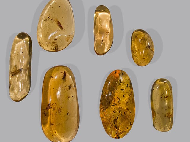 Stücke aus Kopal-Harz aus Madasgar, in denen Insekten eingeschlossen sind. Stücke aus Kopal-Harz aus Madasgar, in denen Insekten eingeschlossen sind.