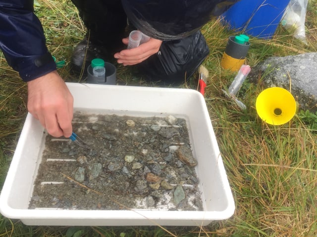 Ein Mann fasst mit einer Pinzette in einen Behälter mit Wasser und Steinen. Ein Mann fasst mit einer Pinzette in einen Behälter mit Wasser und Steinen.