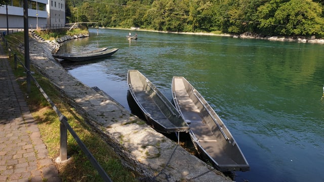 Weidlinge am Aareufer in Aarburg Weidlinge am Aareufer in Aarburg