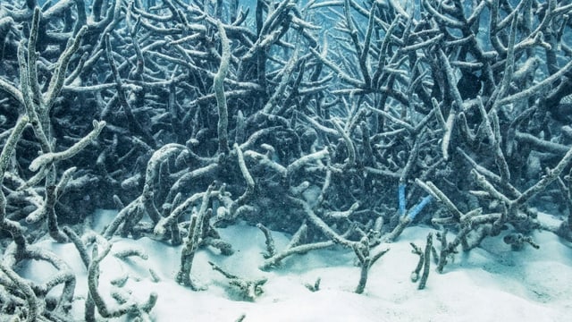 Unter der Wasseroberfläche am Great Barrier Reef spielt sich ein ökologisches Drama ab. 2017 kam es zur vierten Korallenbleiche innert 20 Jahren. Unter der Wasseroberfläche am Great Barrier Reef spielt sich ein ökologisches Drama ab. 2017 kam es zur vierten Korallenbleiche innert 20 Jahren.