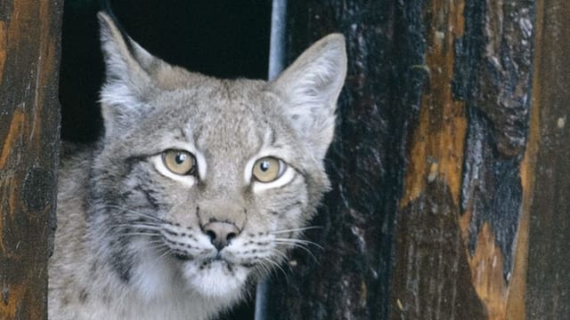 Nahaufnahme von Luchs. Nahaufnahme von Luchs.
