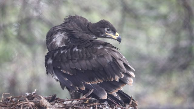 Adler Igor Akinfejew Adler Igor Akinfejew