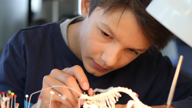 Ein begabter Schüler im Thurgau skelettiert ein Tier. Ein begabter Schüler im Thurgau skelettiert ein Tier.