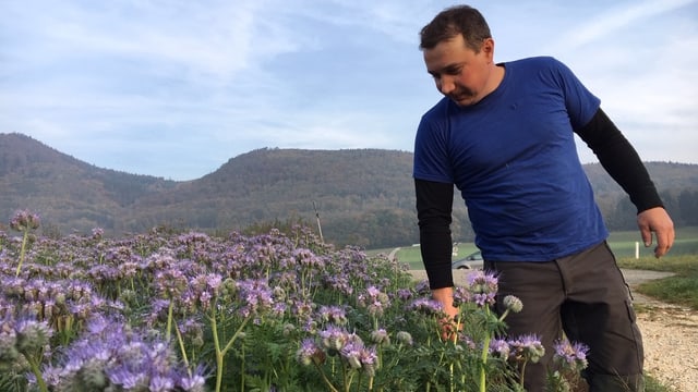Ein Mann schaut auf ein Feld Ein Mann schaut auf ein Feld