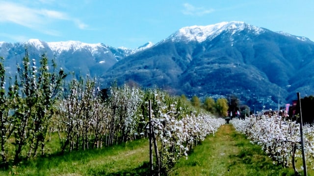 Blick von Ascona an die noch schneebedeckte Tamarokette. Blick von Ascona an die noch schneebedeckte Tamarokette.