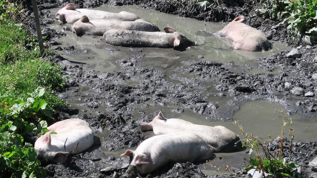 Eine Schweineherde liegt im schlammigen Wasser. Eine Schweineherde liegt im schlammigen Wasser.