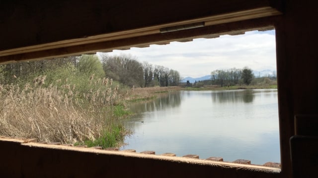 Der Flachsee aus der Vogelbeobachtungsstation Der Flachsee aus der Vogelbeobachtungsstation