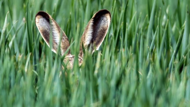 Feldhase im Gras, nur die Ohren sind zu sehen. Feldhase im Gras, nur die Ohren sind zu sehen.