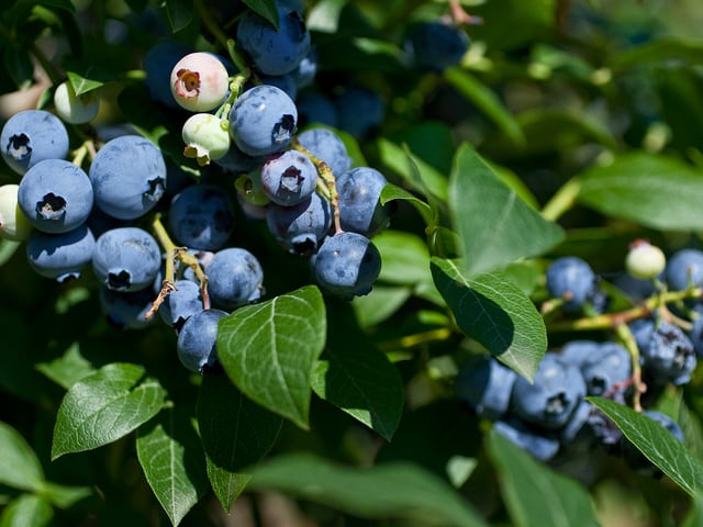 Heidelbeeren Heidelbeeren