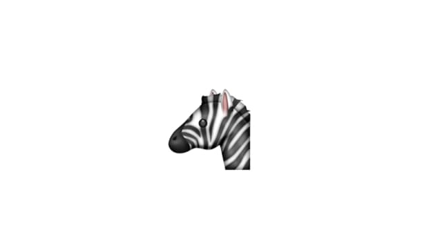 Zebra Zebra