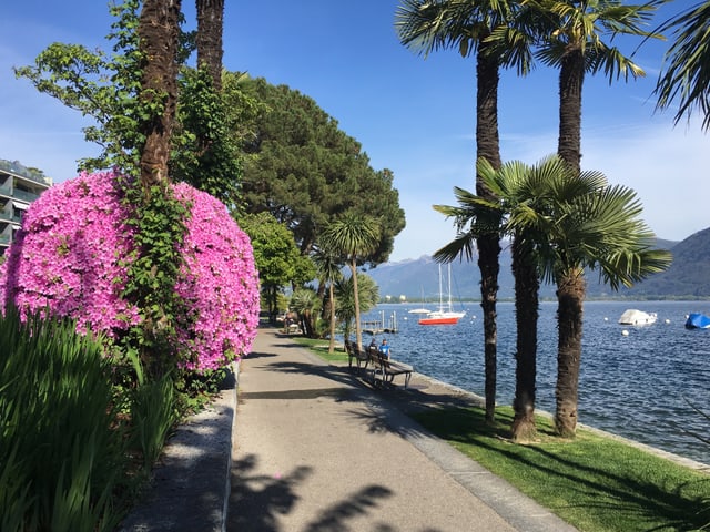 Am Lago Maggiore büht ein Strauch rosarot. Eine Strasse führt den See entlang und Palmen säumen das Ufer.