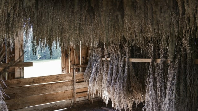 Das Wermutkraut wird in einer Hütte getrocknet. Das Wermutkraut wird in einer Hütte getrocknet.