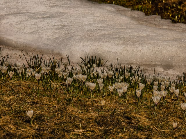 Alpenwiese.