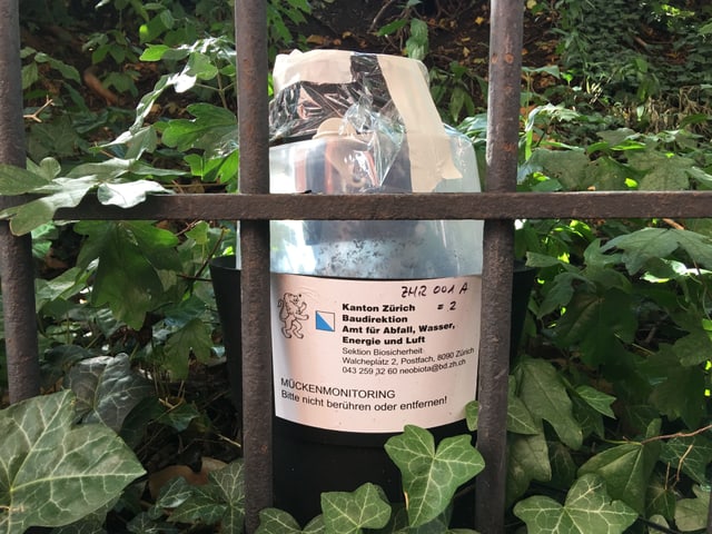 Beutel im Gebüsch Beutel im Gebüsch