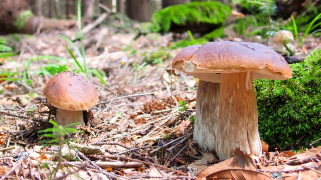 Den Fichten-Steinpilz findet man oft unter Fichten. Den Fichten-Steinpilz findet man oft unter Fichten.