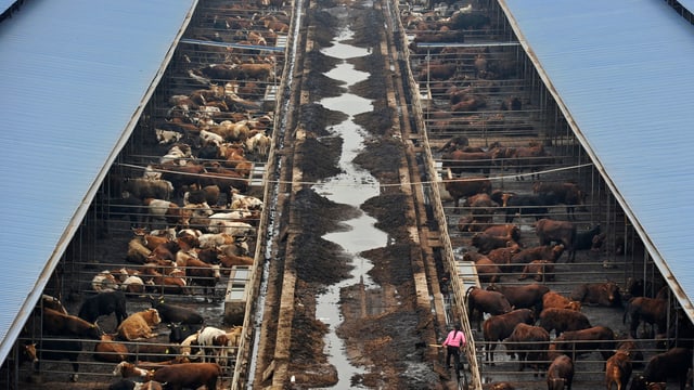 Rinderfarm in China. Rinderfarm in China.