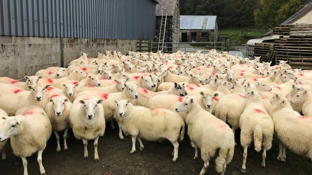 Schafherde mit Markierungen auf dem Fell im Hof. Schafherde mit Markierungen auf dem Fell im Hof.