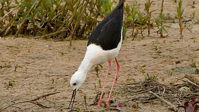 Stelzenläufer auf Sand Stelzenläufer auf Sand